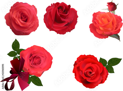 five bright red rose blooms on white