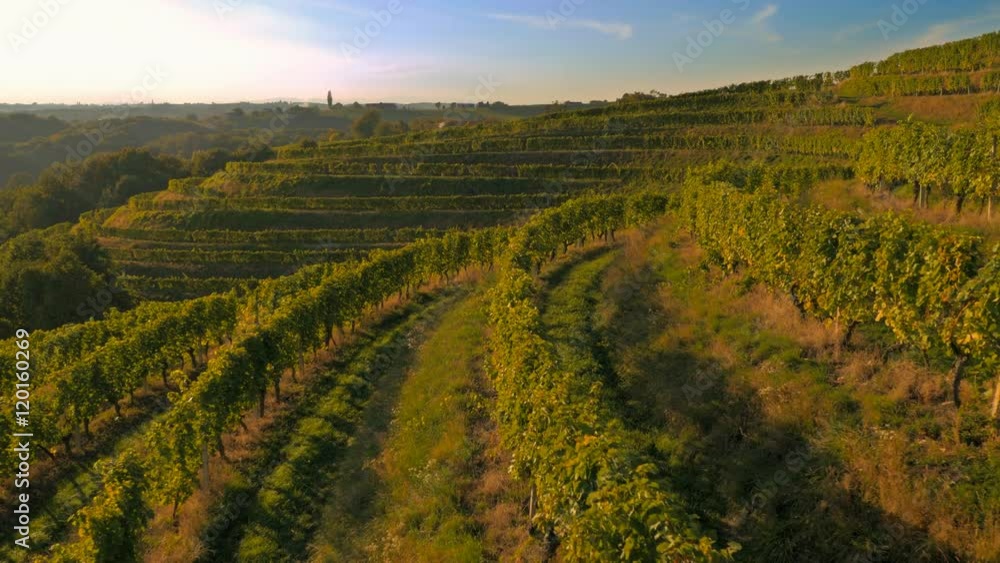 Detailed aerial rear view along grape lines in autumn
Detailed aerial rear view along grape lines in autumn