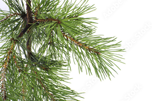 The branch of a pine close up. © Tseytlin