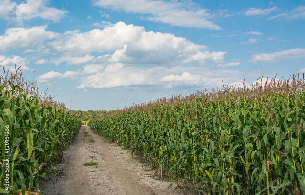 Road through corn field under blue sky Road through corn field under blue sky