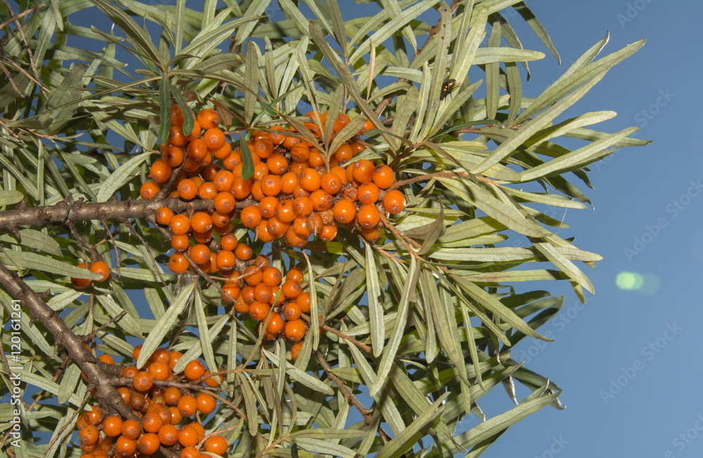 Branch of sea buckthorn over blue sky, Hippophae Branch of sea buckthorn over blue sky, Hippophae