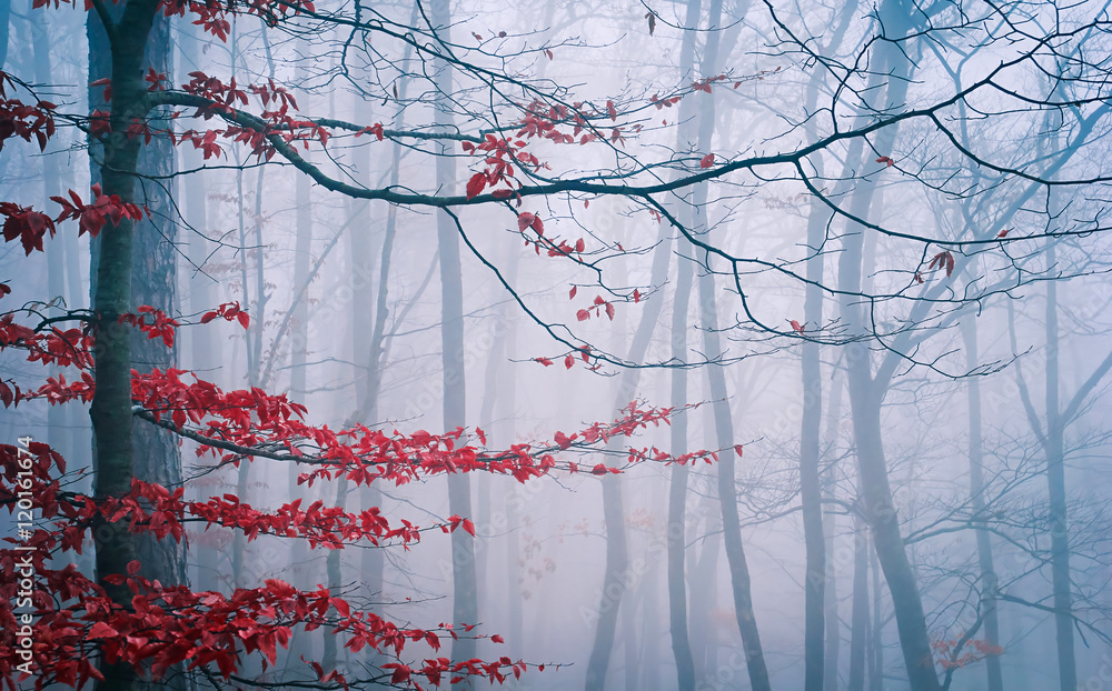 Fotografie Tree in the misty autumn forest