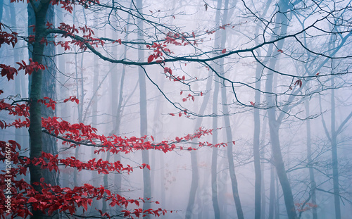 Foto Tree in the misty autumn forest