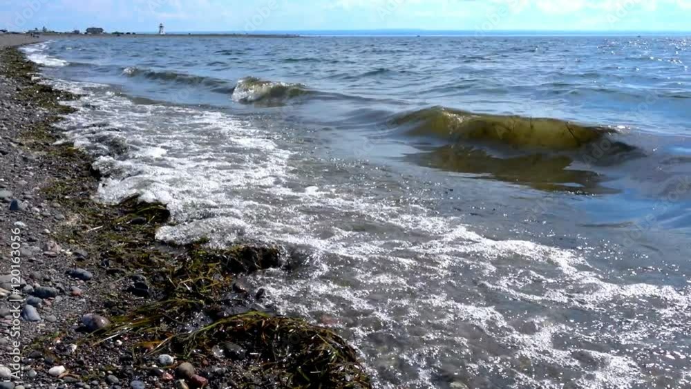 Sea Shores Waves and Algae in Slow Motion Sea Shores Waves and Algae in Slow Motion