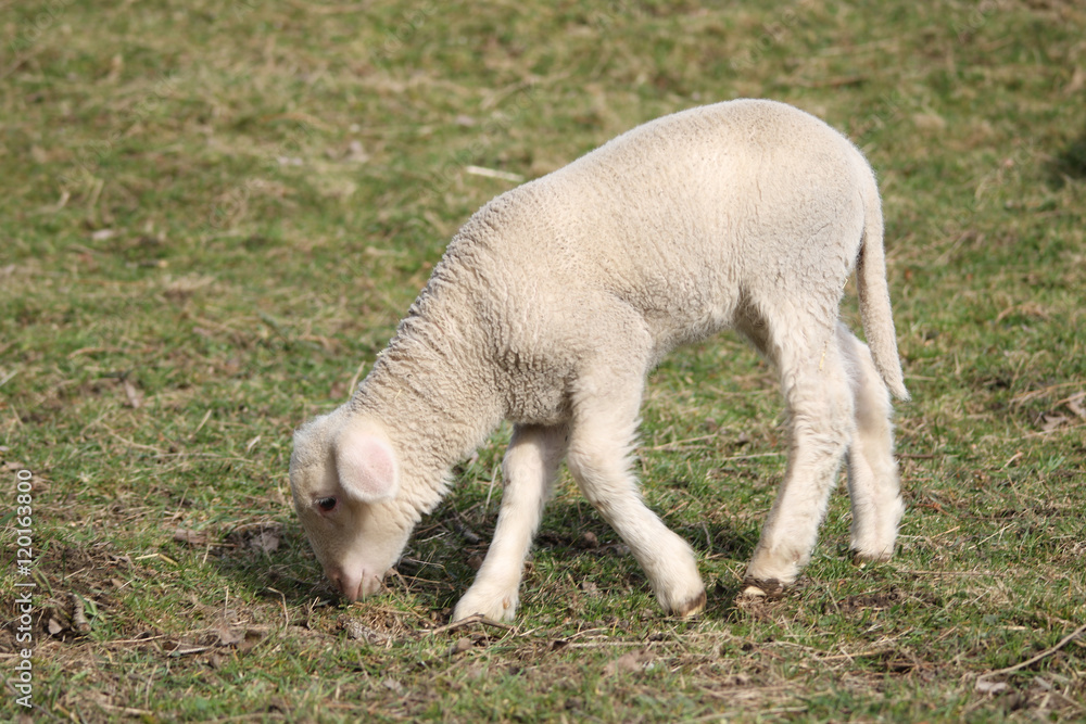 Lamm auf der Weide