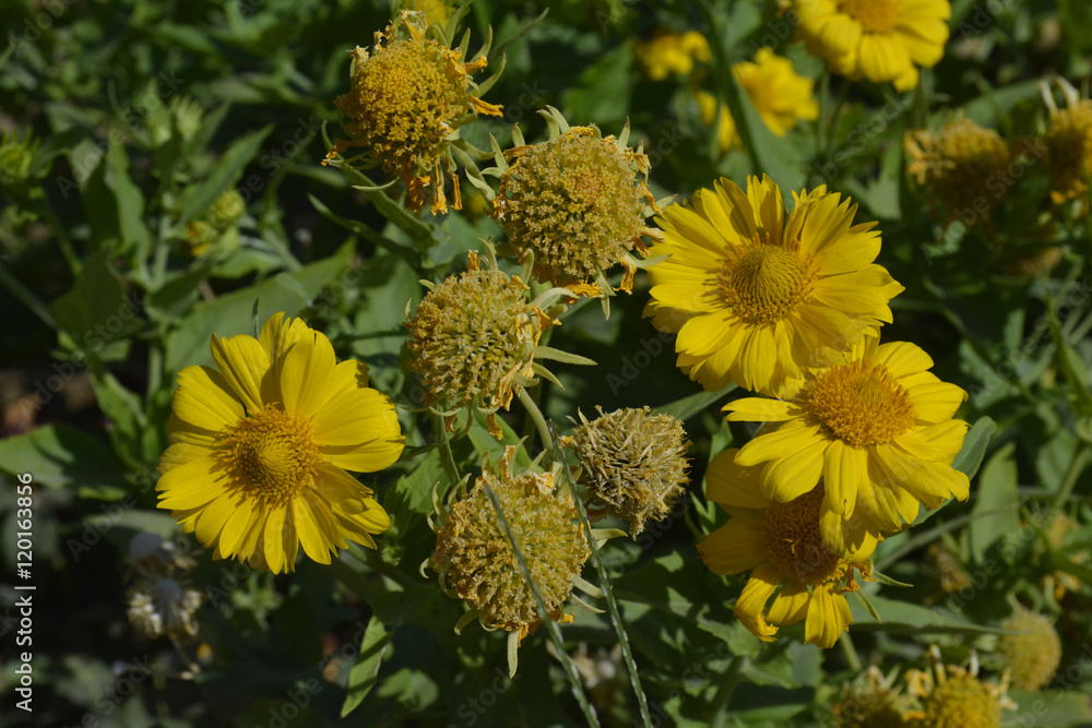 marigold medicinal marigold medicinal