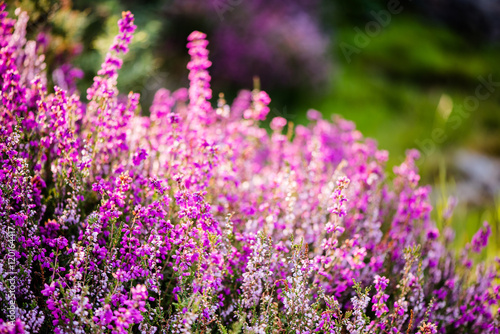close view on heathers blooming in pastel color