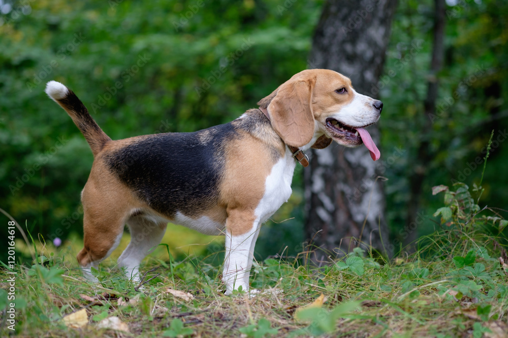 Собака порода бигль на прогулке в лесу на зеленом фоне 