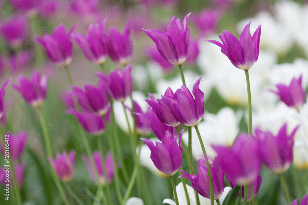 Tulips planted on Yelagin Island in St. Petersburg Tulips planted on Yelagin Island in St. Petersburg