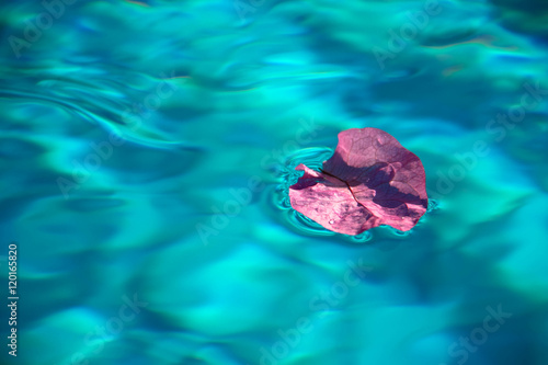 Obraz na płótnie Petal of bougainvillaea floating in transparent blue water