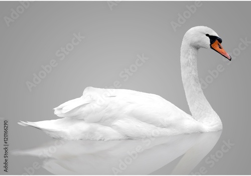 Fototapeta White swan floats in water. bird isolated over gray background