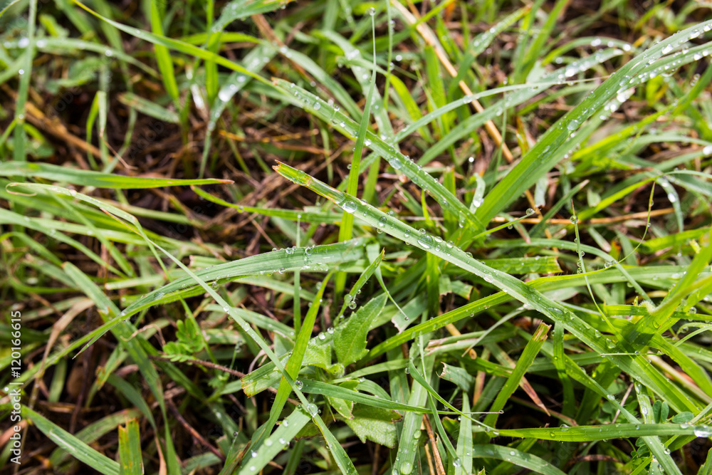 Close up of fresh thick grass with water drops in the early morning Close up of fresh thick grass with water drops in the early morning
