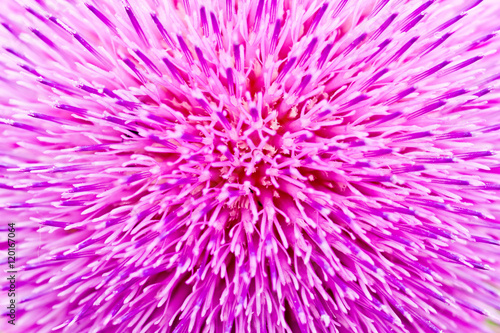 Purple flower close-up, pistils and stamens. Homeopathic plant Sílybum marianum - typical thistle