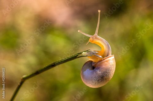 Schnecke auf der Suche nach dem Weg