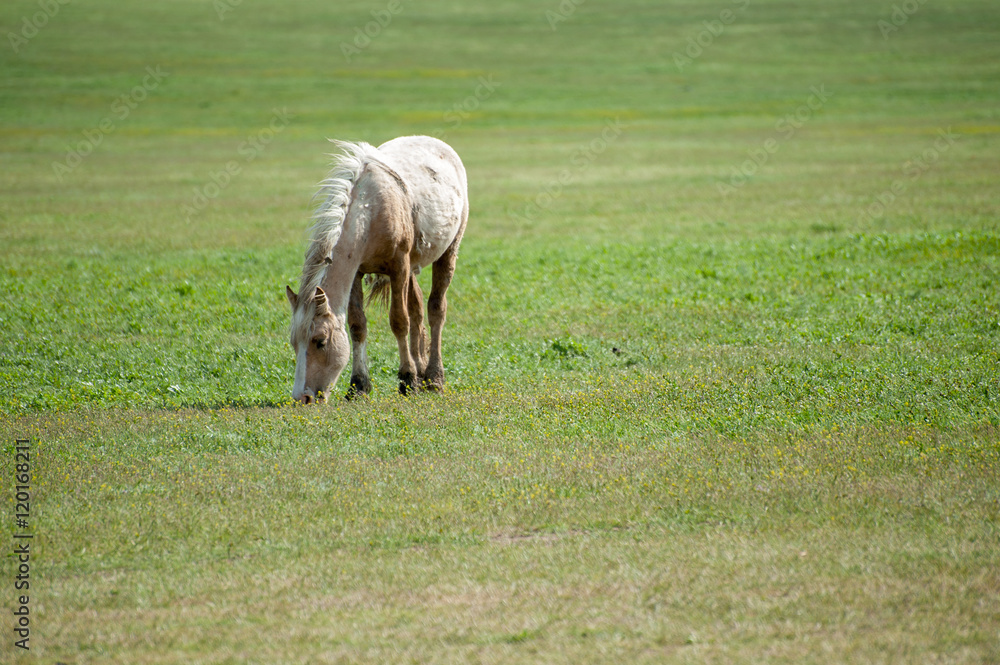 Fototapeta premium A lone white horse grazing on a green meadow