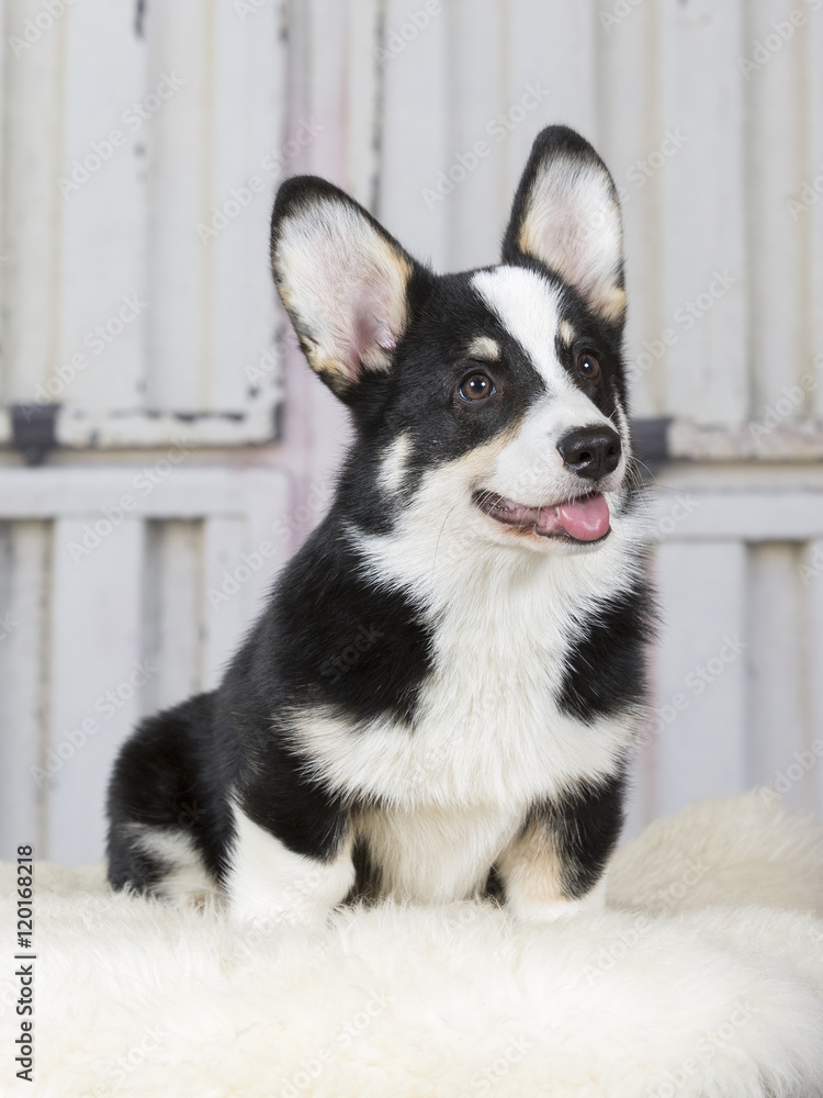 Welsh corgi pembroke puppy portrait. Image taken in a studio. Welsh corgi pembroke puppy portrait. Image taken in a studio.