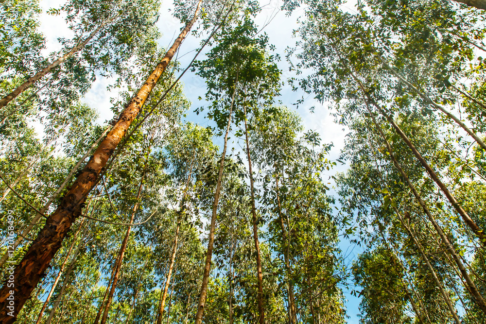 Fototapeta premium eucalyptus plant field