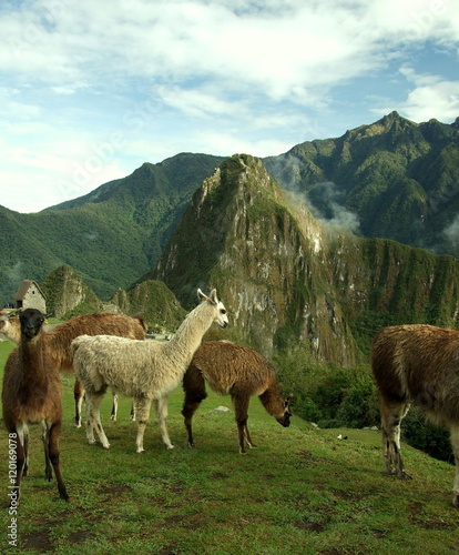 Machu Picchu and alpacas