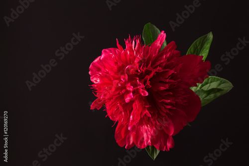 red peony flower on a black background