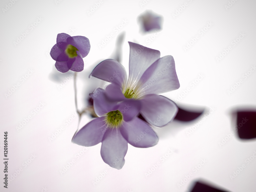 Obraz premium translucent purple flower before white background