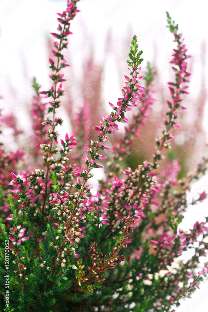 Calluna vulgaris Aphrodite