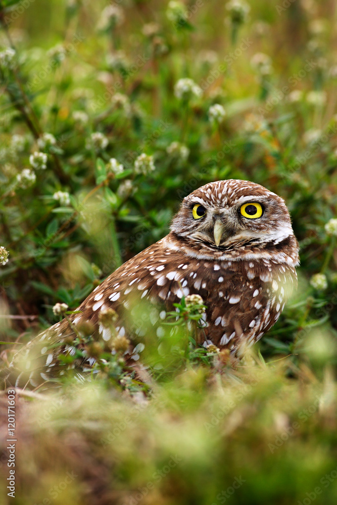 Burrowing Owl, Athene cunicularia, night bird with grass nature. Beautiful bird in the nature habitat, Florida, USA. Owl sitting near nest hole. Burrowing Owl, Athene cunicularia, night bird with grass nature. Beautiful bird in the nature habitat, Florida, USA. Owl sitting near nest hole.
