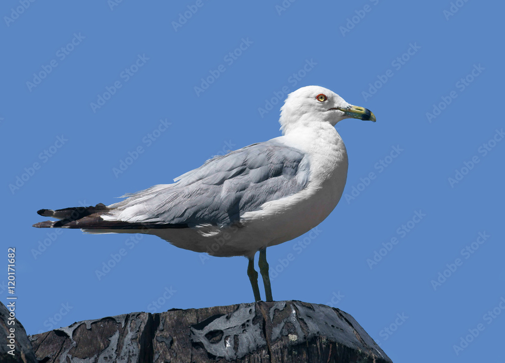 Ring-billed gull (Larus delawarensis), New York, USA Ring-billed gull (Larus delawarensis), New York, USA