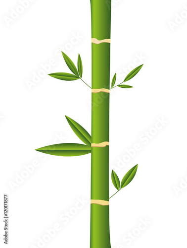 bamboo natural plant isolated vector illustration design