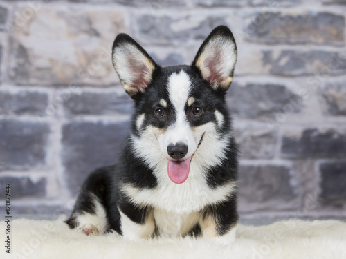 Welsh Corgi Pembroke puppy portrait. Image taken in a studio. © Jne Valokuvaus