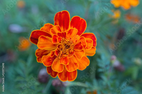 Beautiful orange marigolds close up. Flowers and meadows