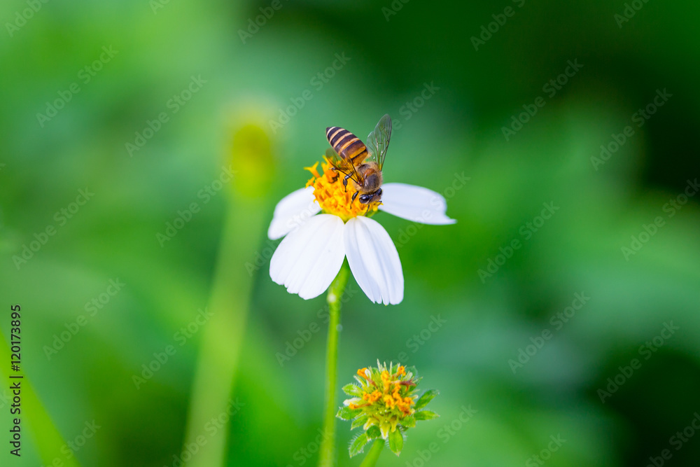 a little bee on a flower.