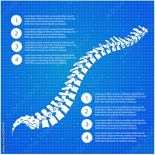 Beautiful timeline infographic medic spine human on the blueprint background. Clean and elegant style