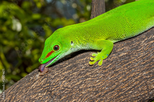 Gecko
Gecko à l'île de la Réunion