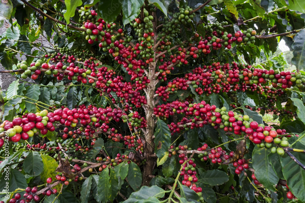 Coffee cherries