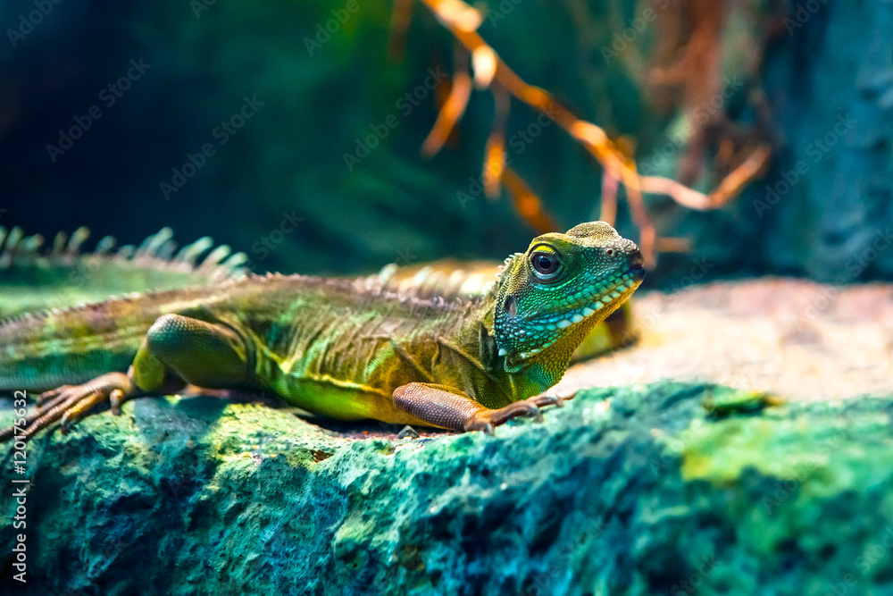 Fototapeta premium Colourful Asian water dragon (Physignathus cocincinus) - smok wodny