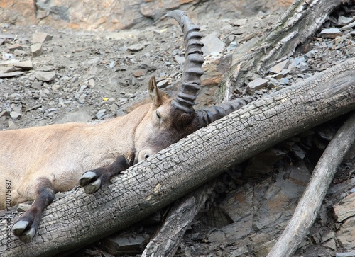 Sleeping capricorn photo