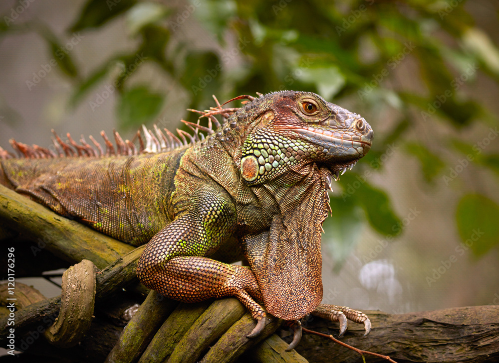 Fototapeta premium Green Iguana reptile