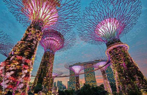 Supertrees at Gardens by the Bay. Singapore