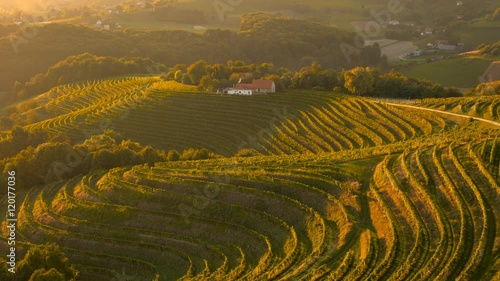 Total aerial view over grape landscape at sunset
