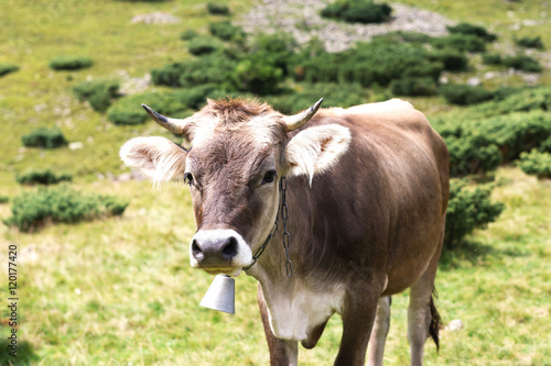 Wallpaper Mural Cow in the mountains landscape. Summer day Torontodigital.ca