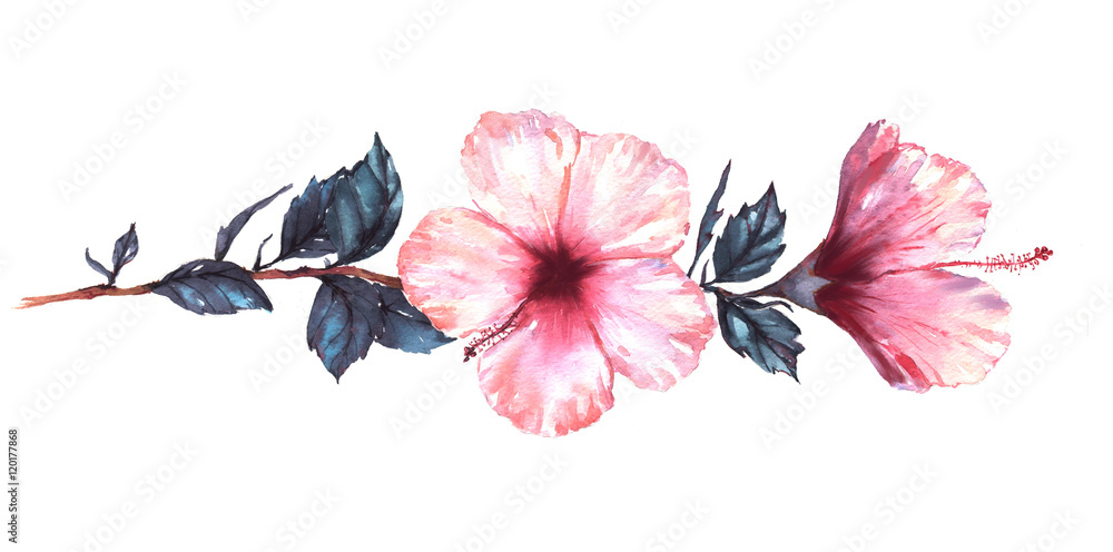 Obraz premium Hand-drawn watercolor floral illustration of the tender white with pink hibiscus flowers. Natural drawing isolated on the white background. Romantic tropical blossom.
