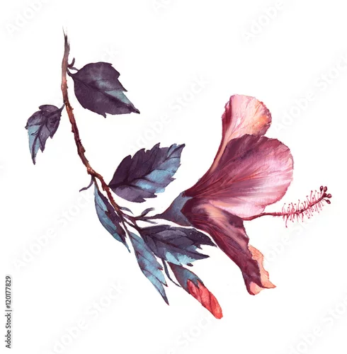 Naklejka na ścianę Ręcznie rysowane akwarela ilustracja kwiatowy przetargu biały z różowym kwiatem hibiskusa. Naturalny rysunek odizolowywający na białym tle. Romantyczny kwiat