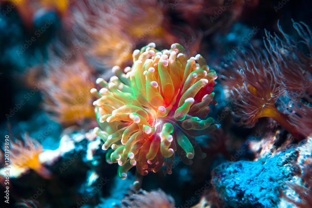 Podwodny tropikalny świat w niezwykłych kolorach - obrazy, fototapety, plakaty 