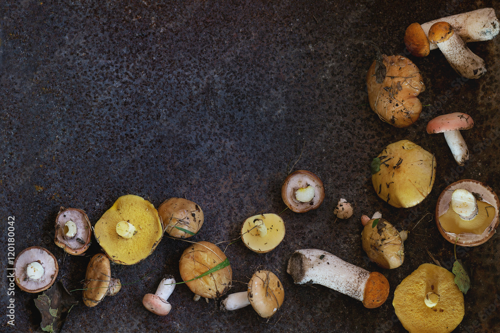 Variety of forest mushrooms Variety of forest mushrooms