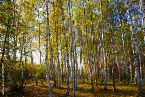 Golden autumn in Russian province