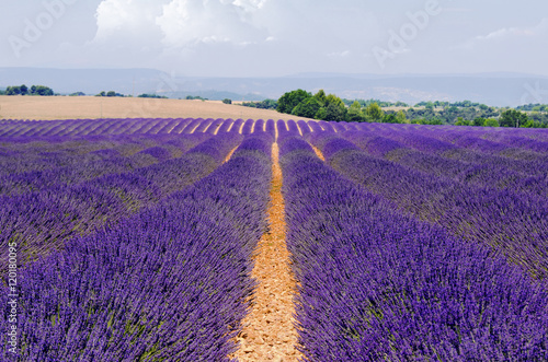 Lavender fields in provence