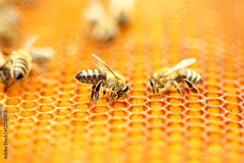 Bees in honeycomb