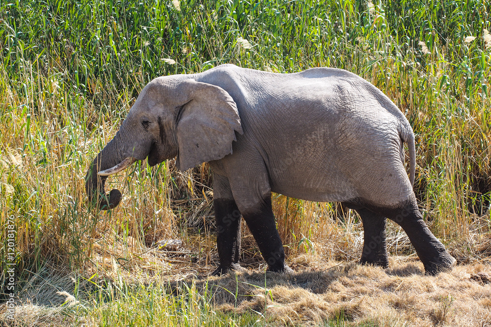 Namibia - Afrikanischer Elefant in Namutoni