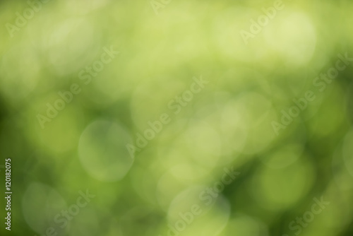 Green Nature blur out of focus