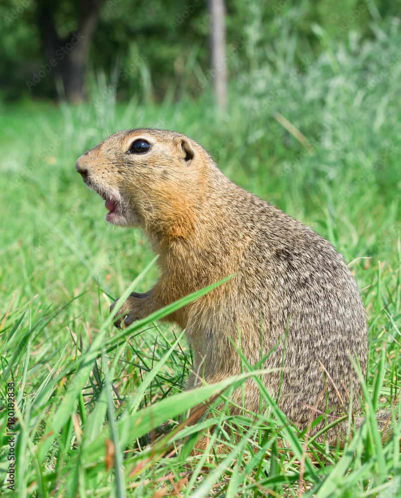 Screaming gopher standing profile on the meadow Screaming gopher standing profile on the meadow